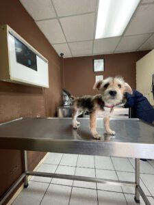 Hospital Veterinaria Salvarcar