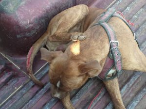 Clinica Veterinaria Zarco