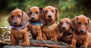 Clinica veterinaria Smart boy's