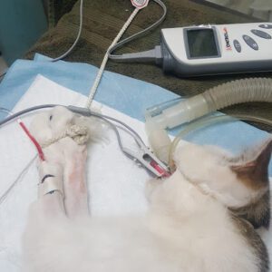 Hospital Veterinaria Roma - MVZ