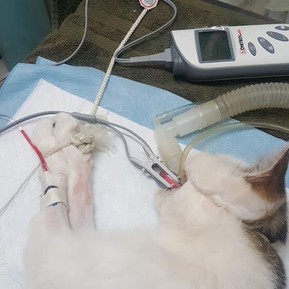 Hospital Veterinaria Roma - MVZ