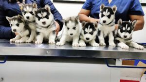 Hospital Vet's Clinic
