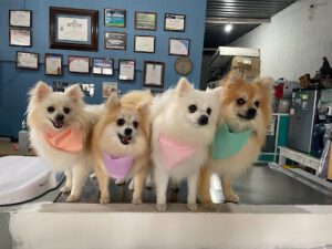 Hospital Veterinaria Velasco