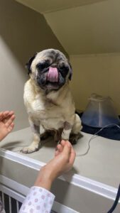 Hospital Veterinario Los Ositos