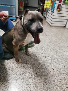 Hospital Veterinario San Francisco de Asis