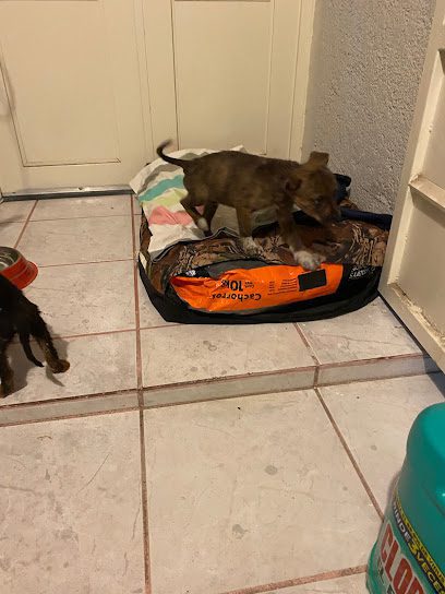 Hospital Veterinario Irapuato