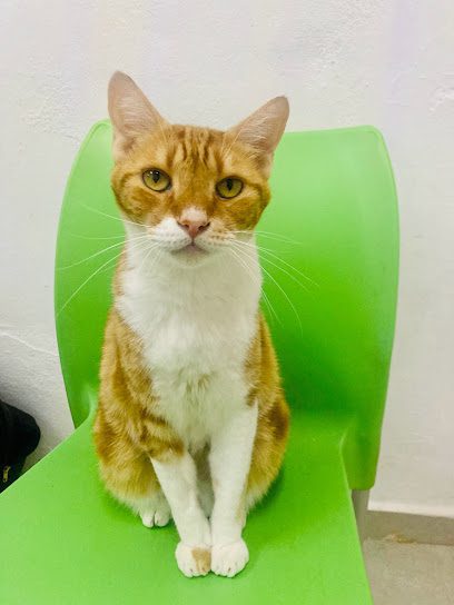 Clínica Veterinaria DilarVet