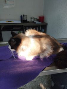 Hospital Veterinario Tierarzt