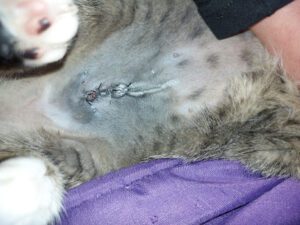 Hospital Agropecuaria Y Farmacia Veterinaria Otzolotepec