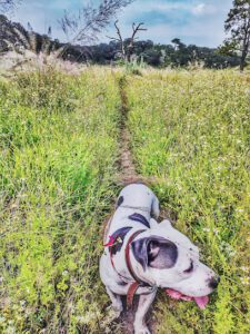 Clinica Veteranía IRIS